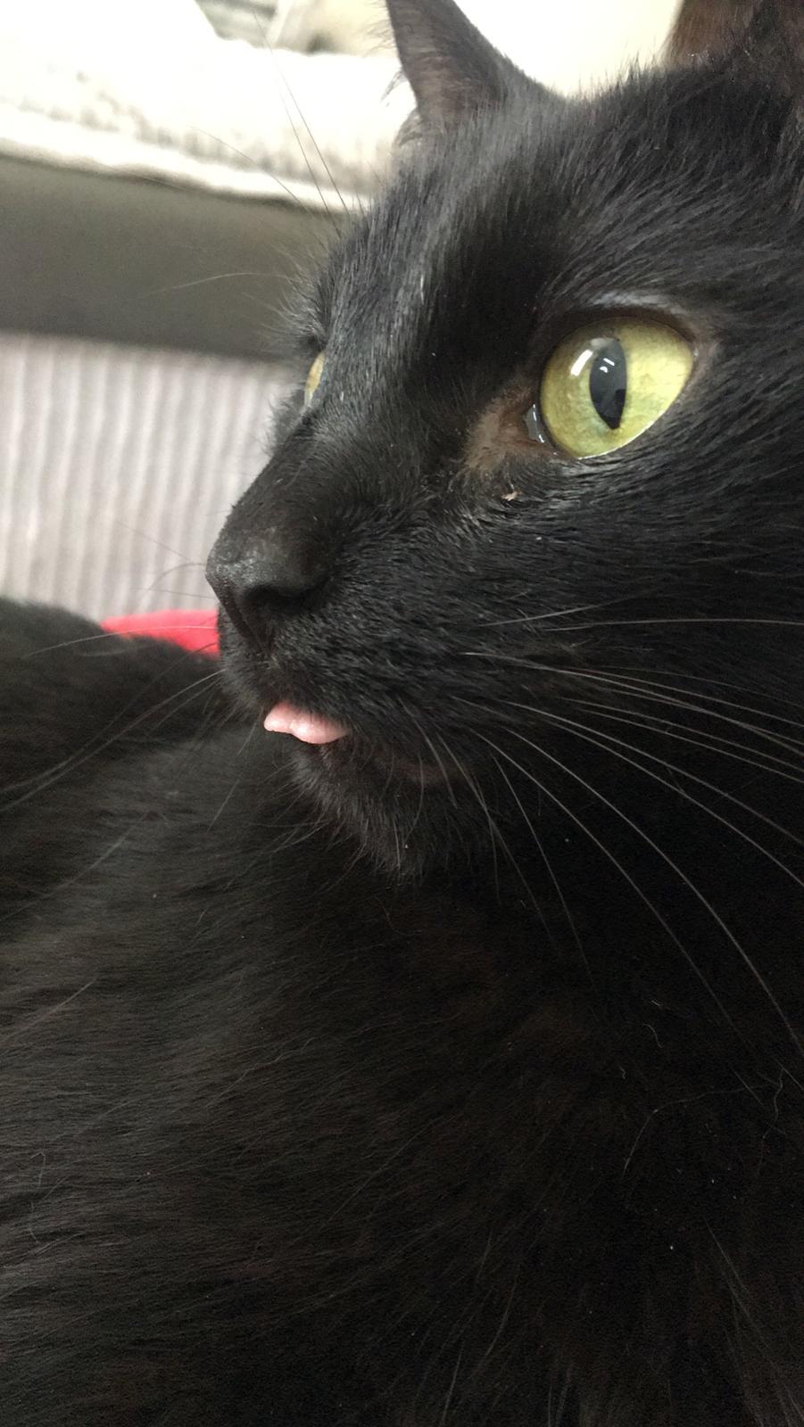 A black cat sticking its tongue out. Autistic cat
