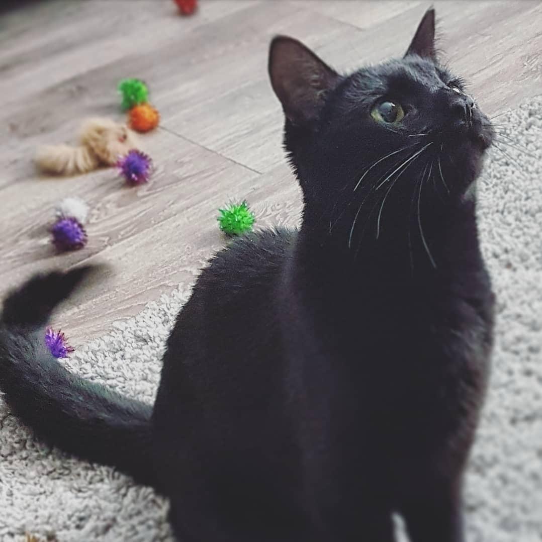 A black cat sitting and looking up surrounded by pompoms. Neurodivergent cat